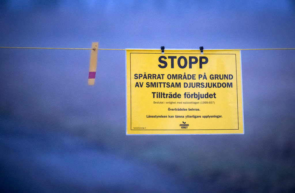 Fler vilda fåglar visar tecken på fågelinfluensa i södra Sverige