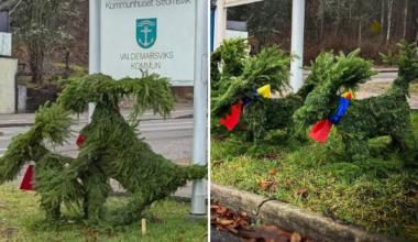 Valdemarsvik julbockar väcker uppmärksamhet med ungar