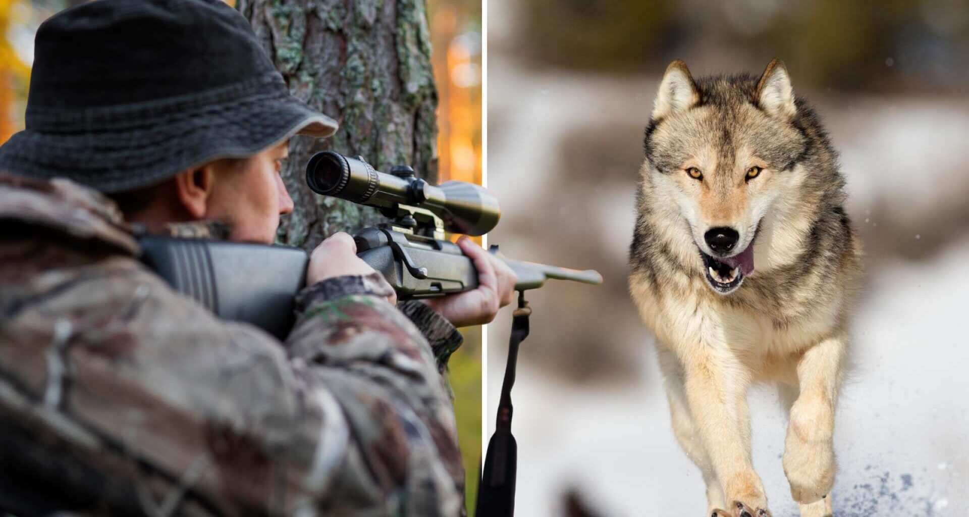 Slopad licensjakt på varg kan ge ökad tjuvjakt: ”Uppiskat motstånd” - NWT