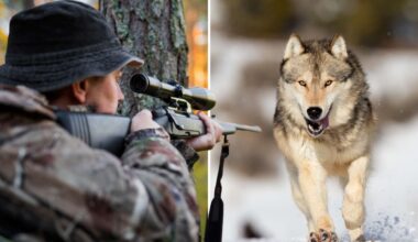 Slopad licensjakt på varg kan ge ökad tjuvjakt: ”Uppiskat motstånd” - NWT