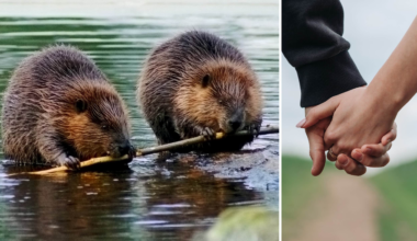 Bävern slår människan i monogami enligt Cambridge-studie