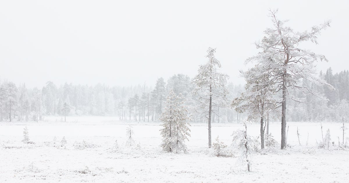 Naturjulkalendern 2025: Fatima Boukarchid – Natursidan
