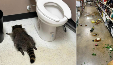 Tvättbjörn som däckade på toa gjorde fler inbrott samma dag