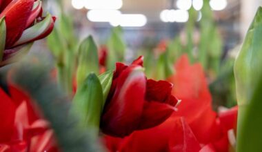 Polisen varnar för bedragare som låtsas vara blombud | Östnyland