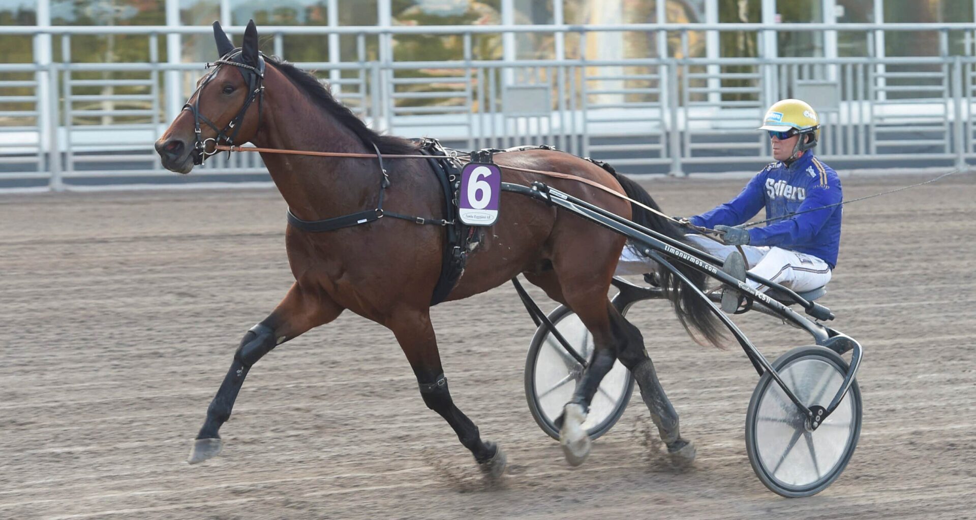 Fame And Glory är sjuk – missar storloppet i Frankrike | Trav
