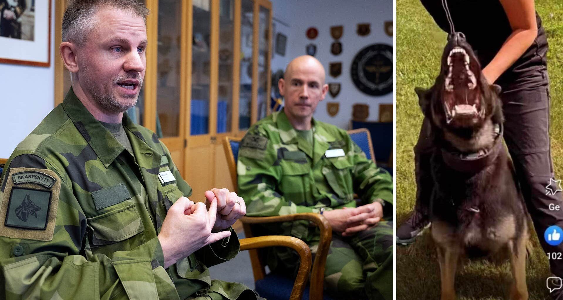 Cheferna om plågade hundarna • Splittringen inom Försvarsmakten