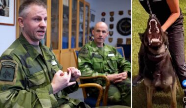 Cheferna om plågade hundarna • Splittringen inom Försvarsmakten