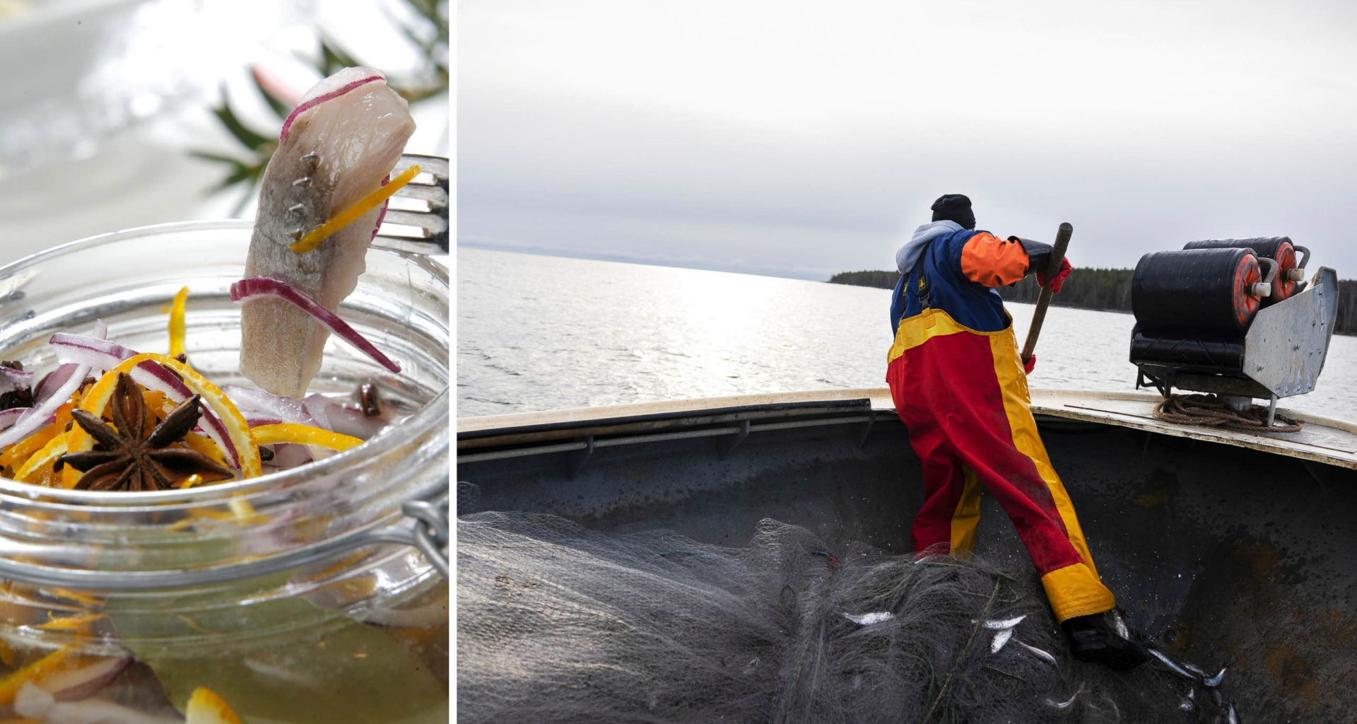 Julsillen hotad – högt fisketryck
