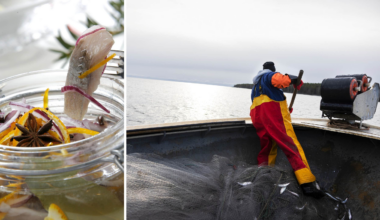 Julsillen hotad – högt fisketryck