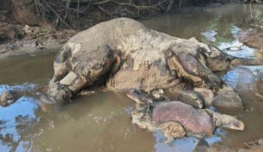 Kambodja: Thailand dödade utrotningshotade elefanter