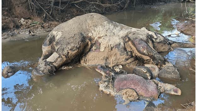 Kambodja: Thailand dödade utrotningshotade elefanter