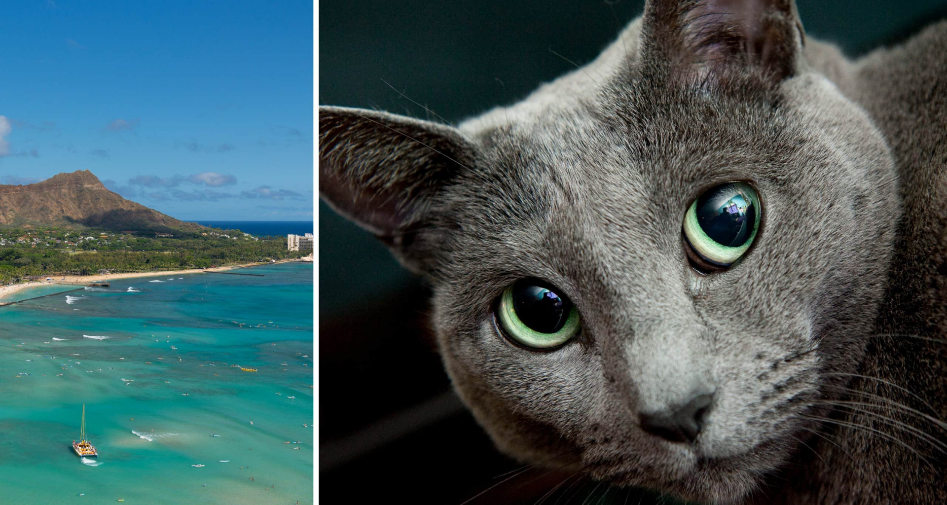 Ny lag på Hawaii gör det förbjudet att mata katter