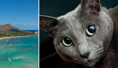 Ny lag på Hawaii gör det förbjudet att mata katter