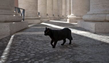 Litauisk katt föreslås ha sista röst i mediestriden