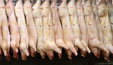 Kritik mot plågsam koldioxidmetod vid slakt