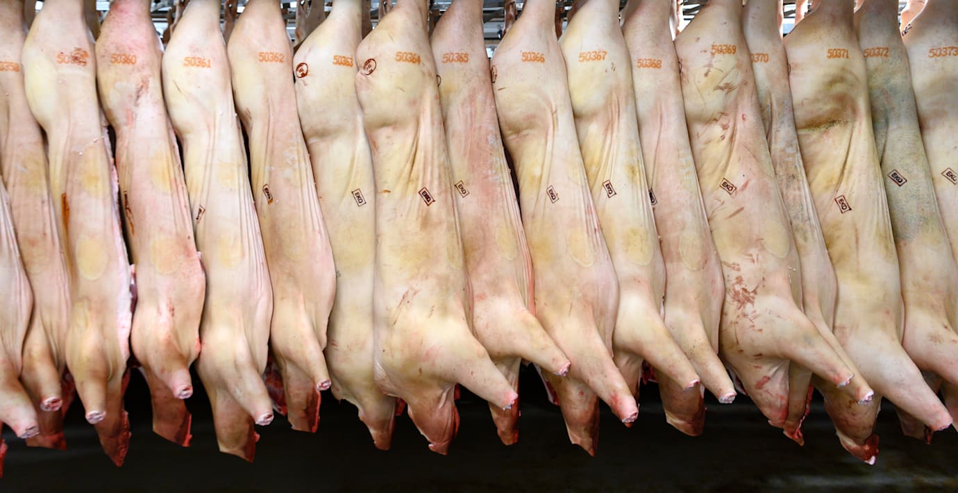 Kritik mot plågsam koldioxidmetod vid slakt