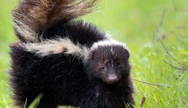 Man dog i rabies – efter njurtransplantation