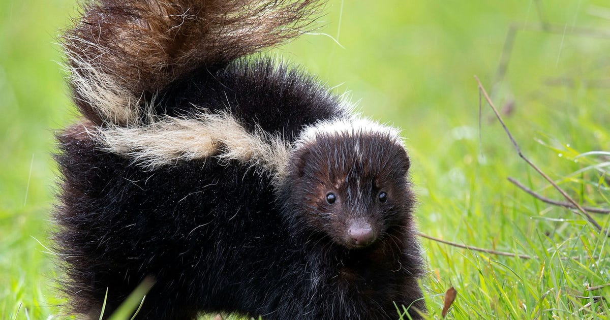 Man dog i rabies – efter njurtransplantation