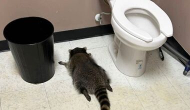 Fulla tvättbjörnen – en serieförbrytare