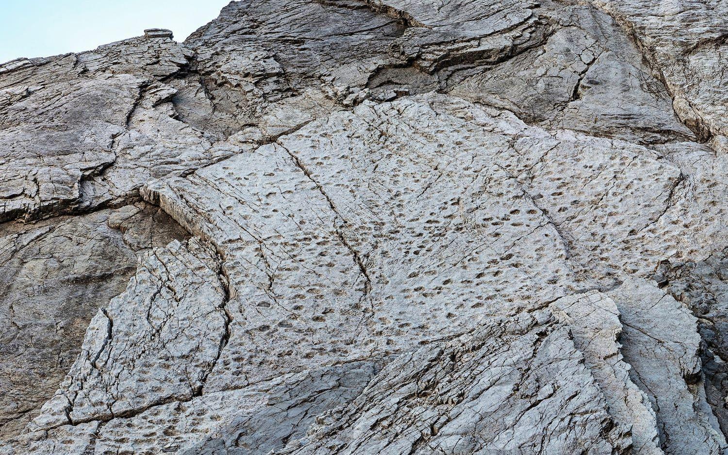 Den enorma samlingen fotspår upptäcktes i nationalparken Stelvio i norra Italien.  