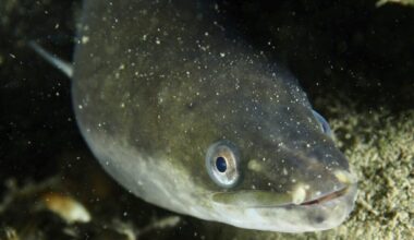 Kullgrens uppmaning att köpa ål till jul möter kritik