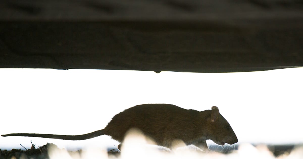 Stressade råttor är svaga för cannabis