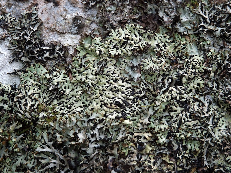 Hållav (Menegazza terebrata).