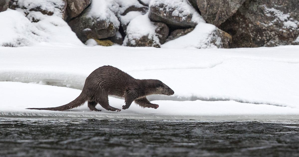 Uttern inte längre rödlistad av SLU