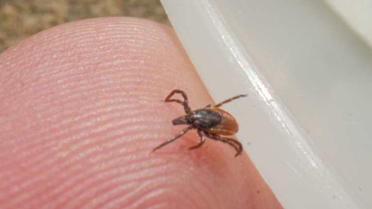 Fästing som klättrar på en tumme.