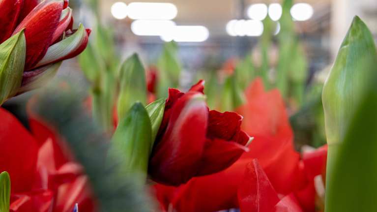 Två nyutslagna amaryllisar i närbild, gröna knoppar och blad runtomkring.