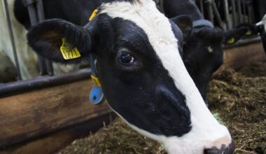 Mjölkkor slagna – insats på Arlagård - Skånska Dagbladet