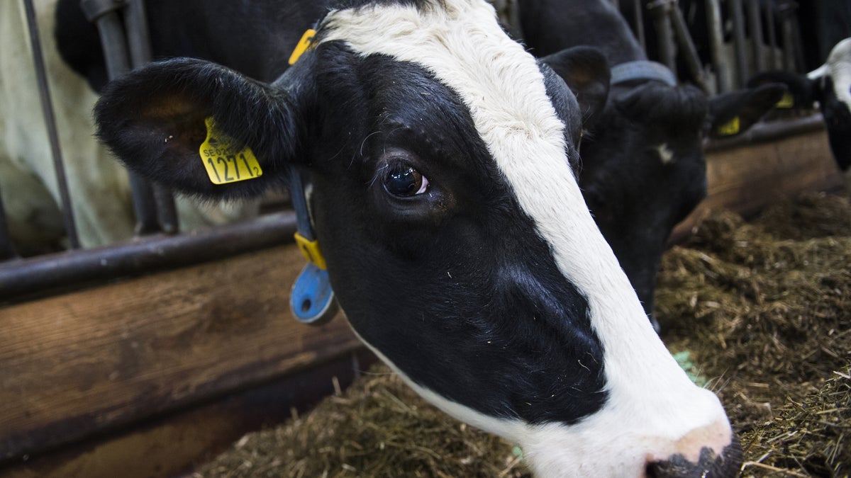 Mjölkkor slagna – insats på Arlagård - Skånska Dagbladet