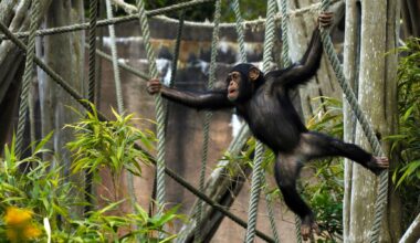 Furuviks schimpanser flyttar till Edinburgh Zoo