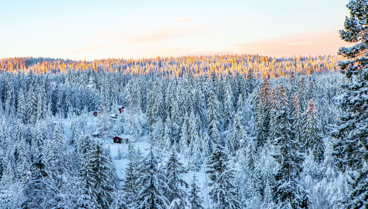 Jag vill ha fel om kyrkan och skogen