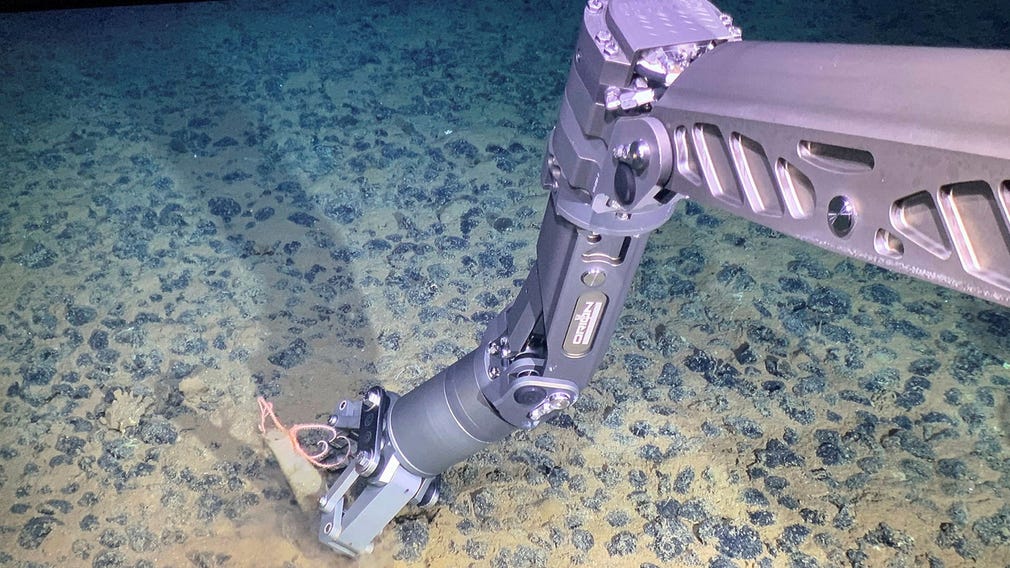 Nodulerna ligger tätt på havsbotten i Clarion-Clippertonzonen. Här plockar forskarna upp svampdjur med hjälp av en robot, cirka 4 000 meter under havsytan.