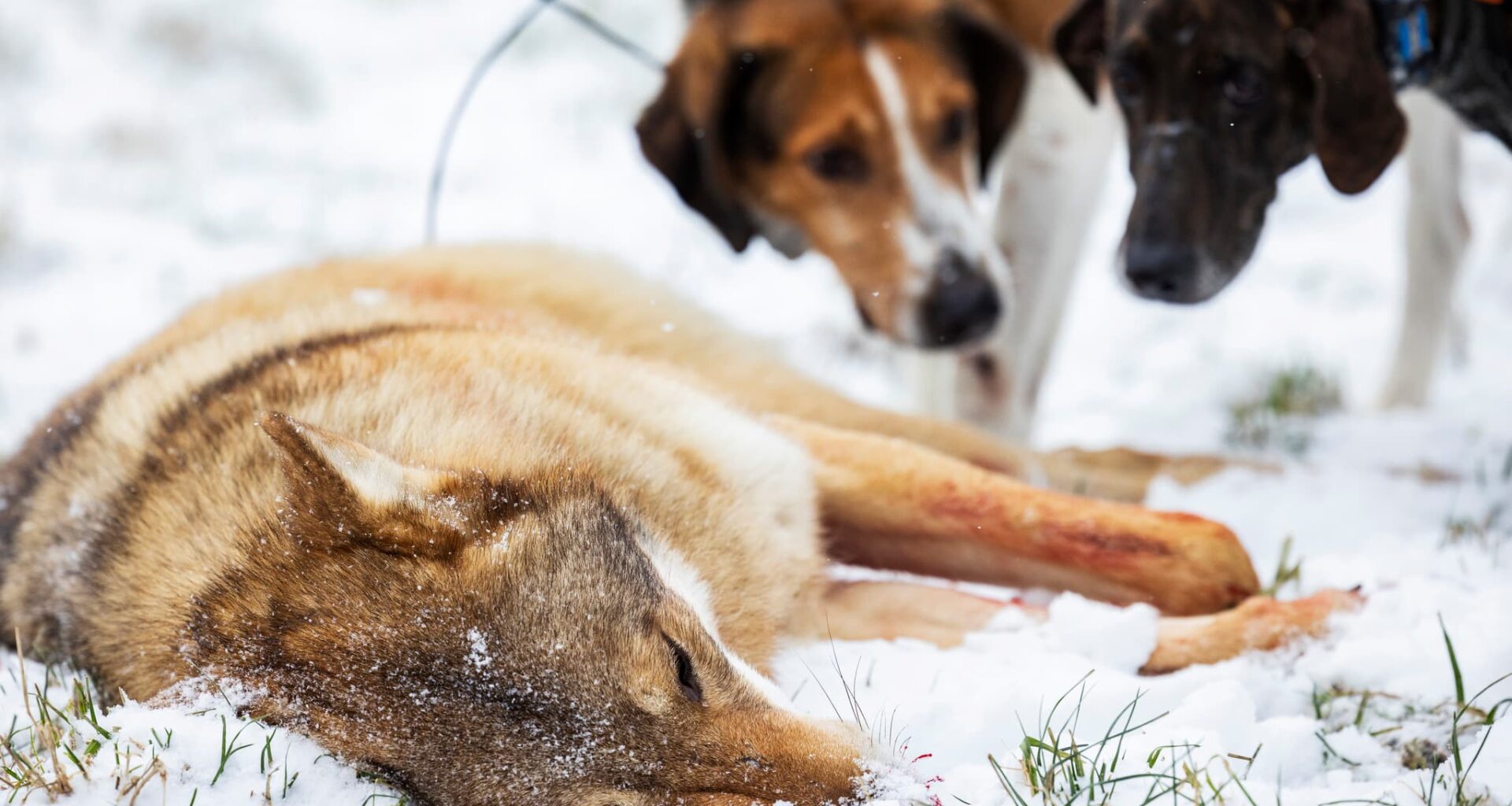Klart: Samtliga länsstyrelser överklagar stoppad vargjakt