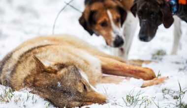 Klart: Samtliga länsstyrelser överklagar stoppad vargjakt