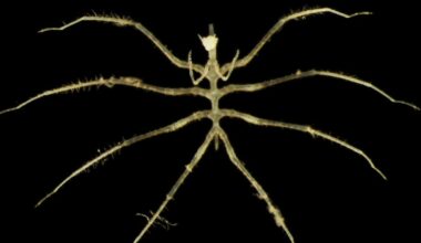 Ny studie – så kan gruvdrift påverka livet i djuphavet