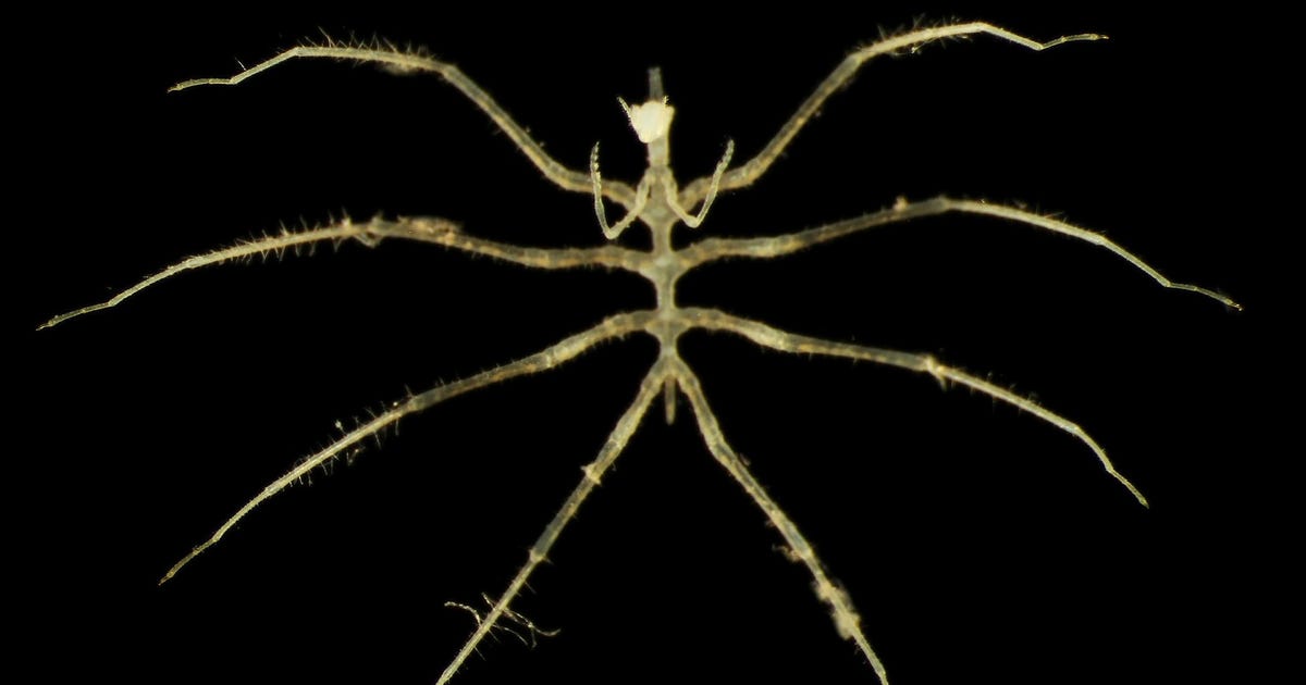 Ny studie – så kan gruvdrift påverka livet i djuphavet