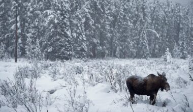 Jagade älgar med snöskoter – slaktplatser hittade i Tärendö - SVT Nyheter