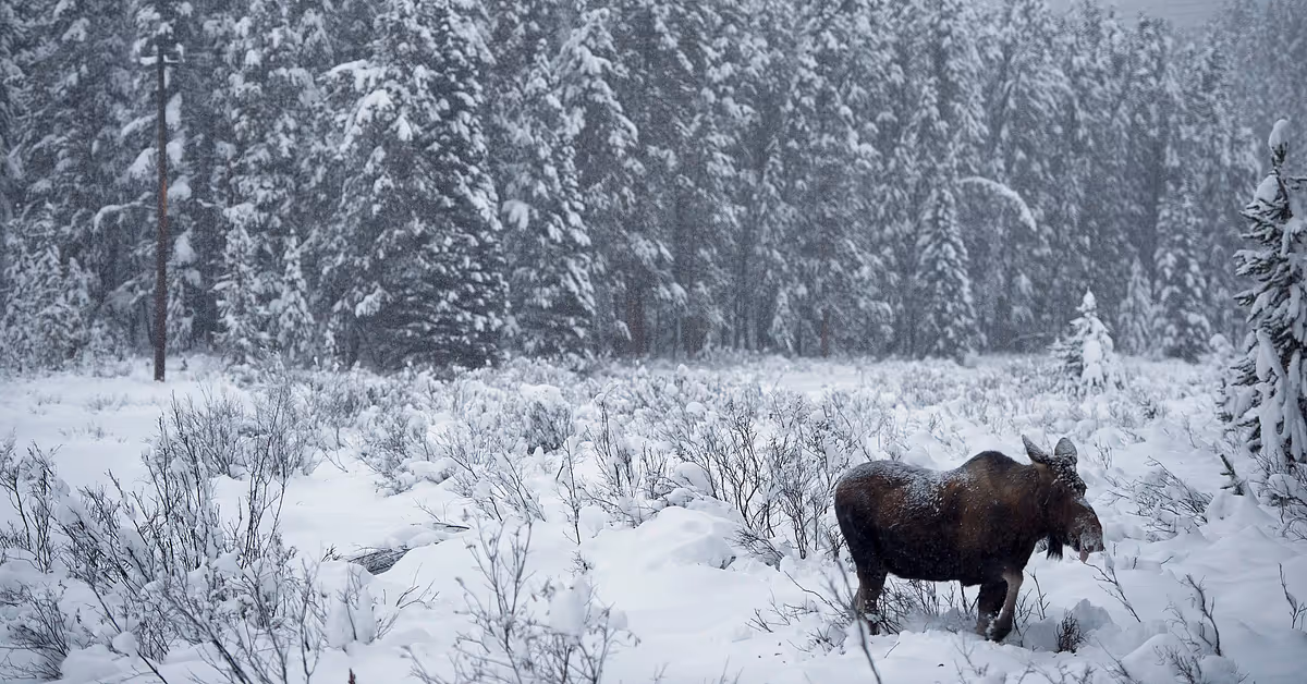 Jagade älgar med snöskoter – slaktplatser hittade i Tärendö - SVT Nyheter