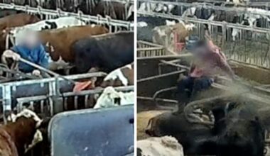 Öländska bönderna slår och sparkar korna brutalt – Ölandsbladet