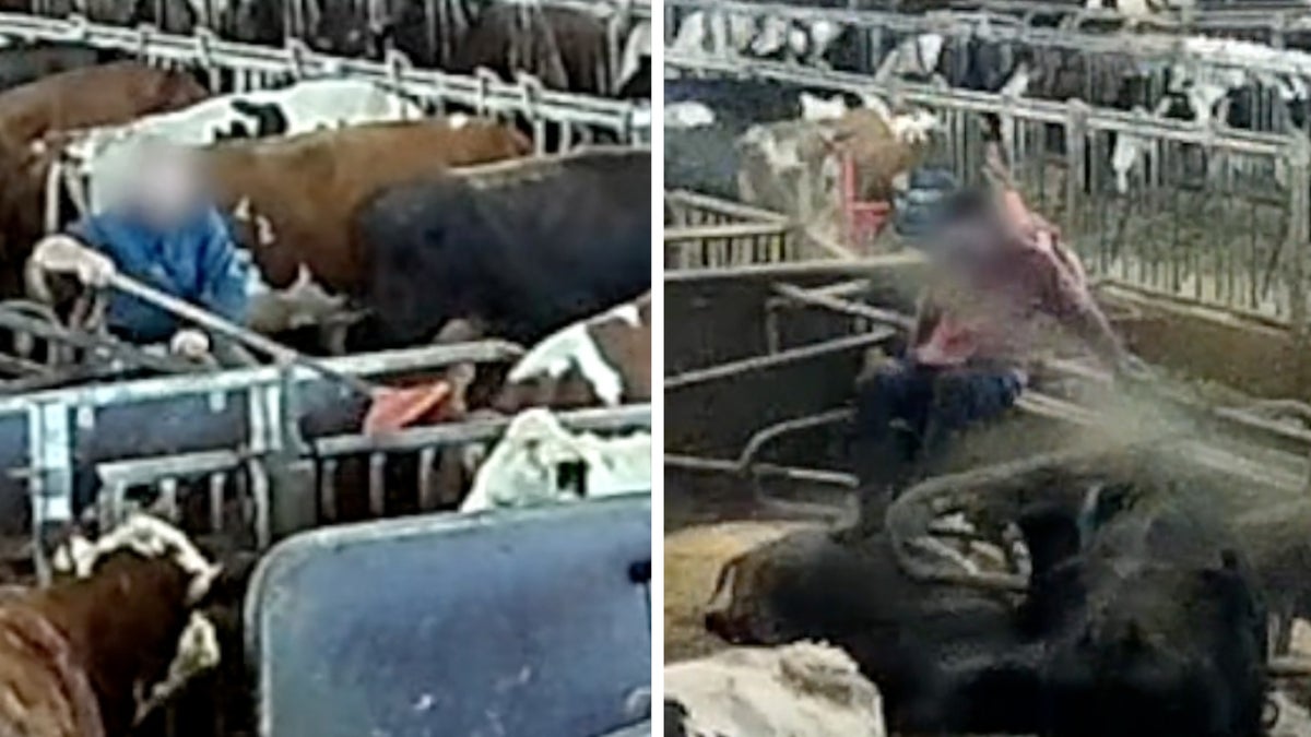 Öländska bönderna slår och sparkar korna brutalt – Ölandsbladet