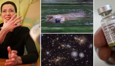 Tio goda nyheter världen över från året som gått