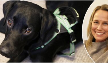 Sacko praktiserar som social tjänstehund i Skellefteå