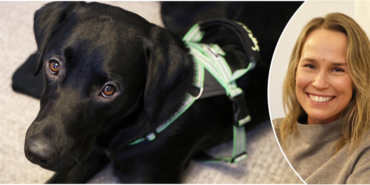 Sacko praktiserar som social tjänstehund i Skellefteå