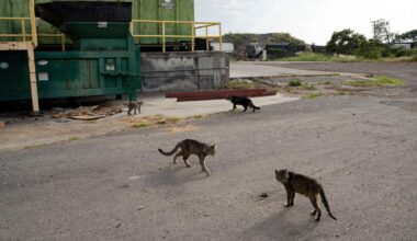 Mata inte katterna – Barometern-OT