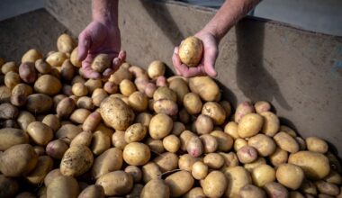 Klimatkrisen gör mat mindre näringsrik