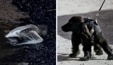 Ovanligt många vilda fåglar dör av fågelinfluensa i Skåne i år – detta ska du tänka på – Ystads Allehanda