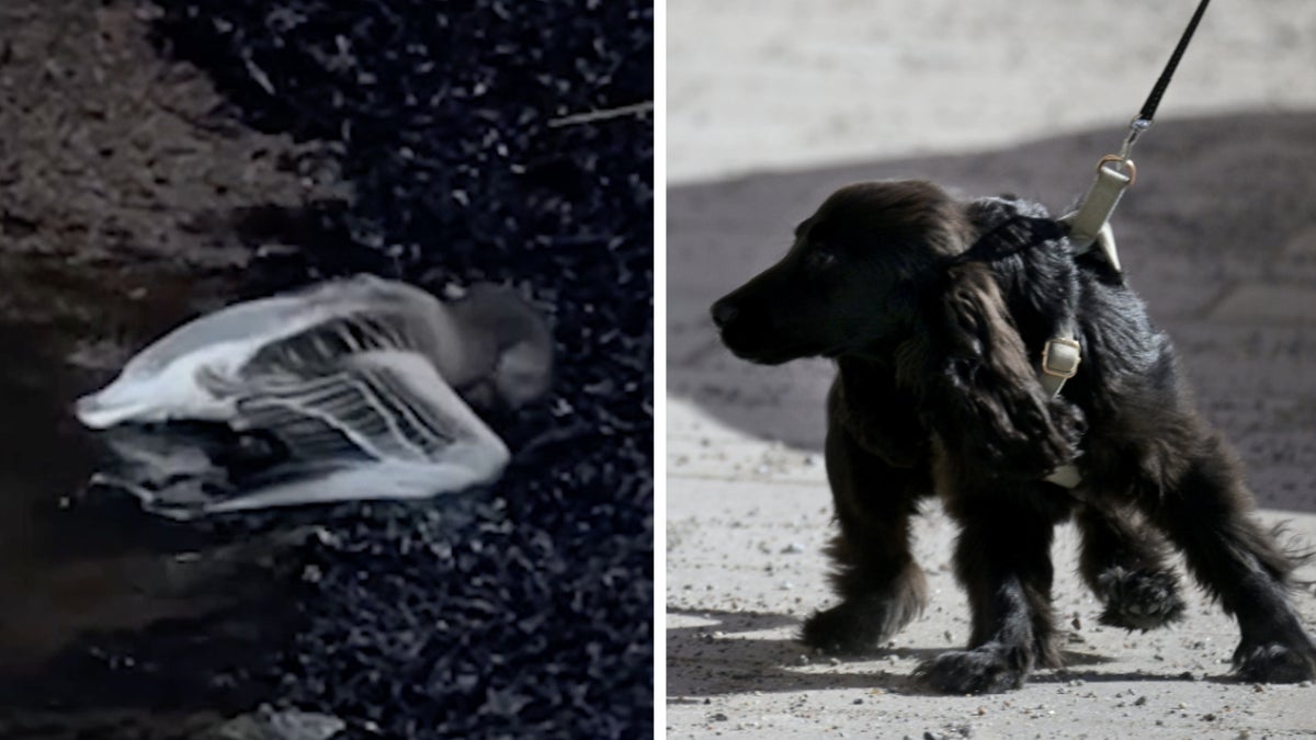 Ovanligt många vilda fåglar dör av fågelinfluensa i Skåne i år – detta ska du tänka på – Ystads Allehanda